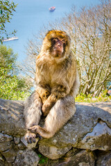 Wild monkey in Gibraltar