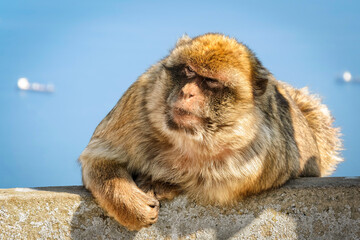 Barbary macaque, Gibraltar