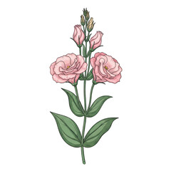 Beautiful hand-drawn pink roses illustration isolated on transparent background