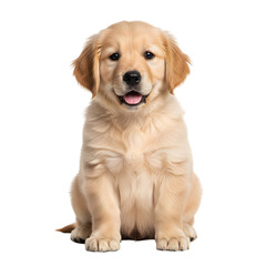 Obraz premium Golden retriever puppy sitting with playful expression isolated on transparent background