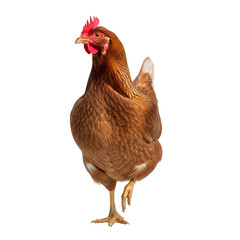 Fototapeta premium Brown chicken with red comb and wattles isolated on transparent background