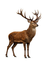 Fototapeta premium Red deer stag with large antlers standing majestically looking to side on an isolated background