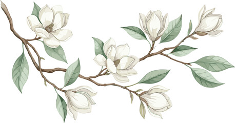 Elegant magnolia flower branch illustration with white blossoms and green leaves, vintage botanical style floral artwork for wedding invitations, wall art, branding, and decorative design © Mstmaymunakhatun