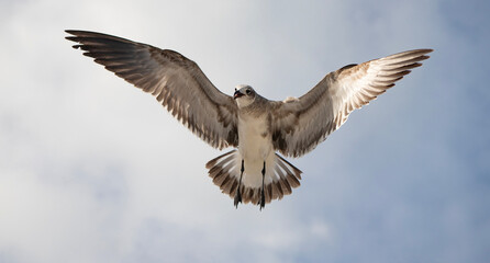 Seagull near water. Sea gull bird. Fauna and nature. Seagull bird observing the water. Sea gull with beak and feather. Laughing Gull. Seagull sitting outdoor. Laughing seagull in the sky