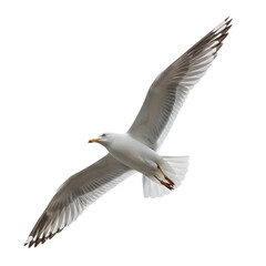 Seagull soaring with spread wings isolated on transparent background