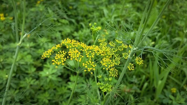 Fresh fennel (foeniculum vulgare) flowers growing in field. Medicinal herb concept