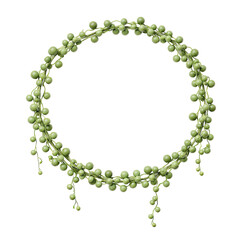 Obraz premium Green string of pearls succulent plant forming a round frame on gray transparent background