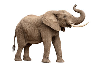 Obraz premium African elephant walking with raised trunk and tusks isolated on transparent background side profile