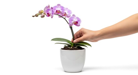 A hand holds a potted orchid with striped purple flowers green leaves and a white pot against a white background