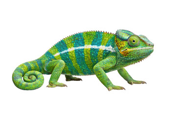 Obraz premium Vibrant panther chameleon profile view on transparent background showcasing colorful skin patterns