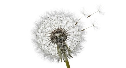 A delicate dandelion head with seeds drifting away set against a plain white background