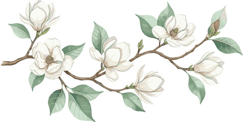 White magnolia flower branch with green leaves botanical floral illustration isolated on white background elegant spring nature design © Mstmaymunakhatun