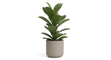 Fototapeta premium A fiddleleaf fig plant sits in a rounded grey pot on a plain white surface