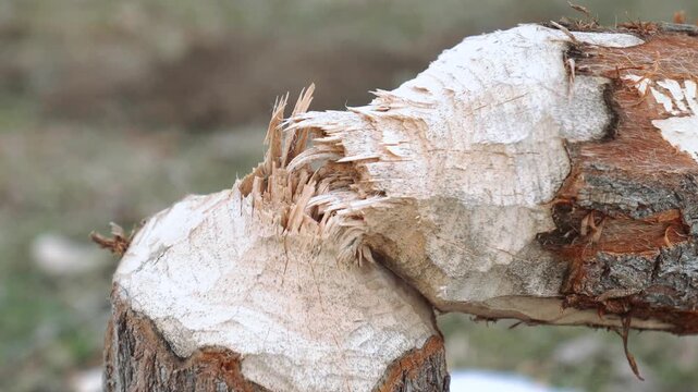 Tree trunk shows gnawed marks from beaver teeth, indicating animal activity and resource gathering