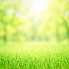 Fototapeta premium Fresh green grass with sunlit bokeh background
