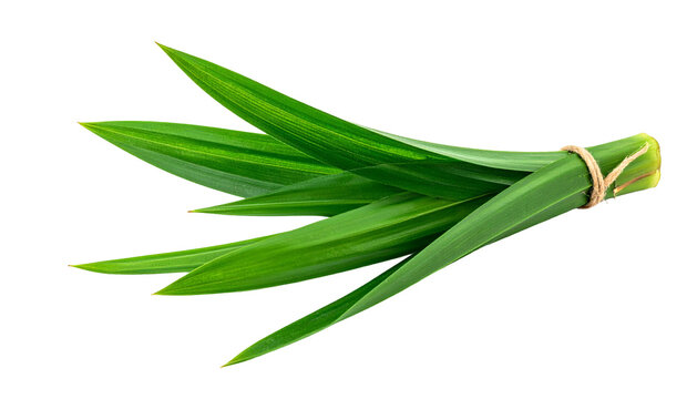 A bunch of vibrant green, long, slender leaves tied together with a rubber band