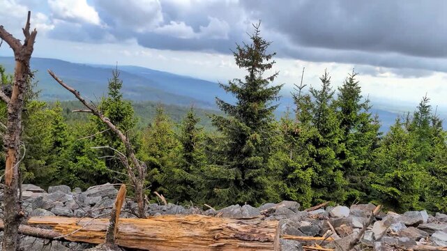 Old tree in forest, Taunus in Germany, at a clowdy day. At Altkoenig
