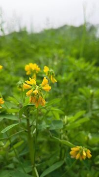 Close up of fresh fenugreek yellow flowers and green leaves in natural light