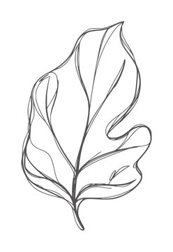 Hand drawn of a single fig leaf with visible veins outline natural botanical