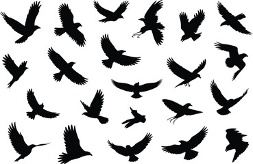 Naklejka premium Set of flying bird silhouettes isolated on white background, various raven and crow poses collection for wildlife design