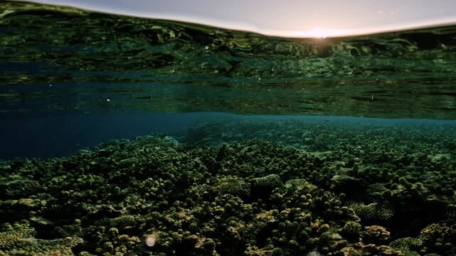 Half underwater seascape with coral reef below and calm ocean surface at sunset with mountains on the coast 