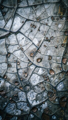 Close-up of a dried, cracked leaf with visible veins and texture.