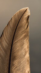 Close-up of a single brown feather against a neutral background.