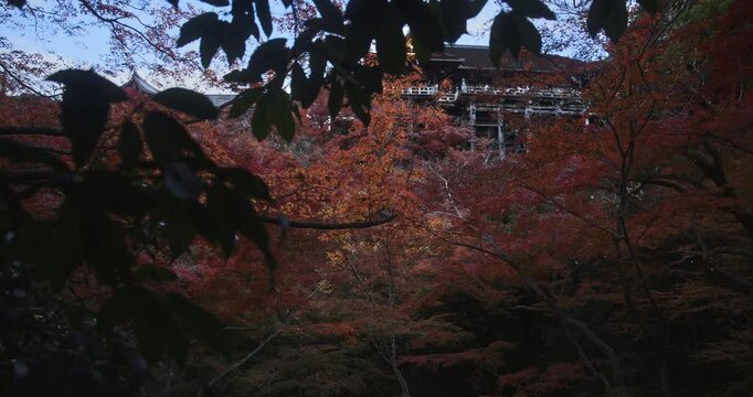 Autumn trees nearly covering ancient 8th century Kiyomizu-dera temple in japanese village