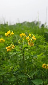 Close up of fresh fenugreek yellow flowers and green leaves in natural light