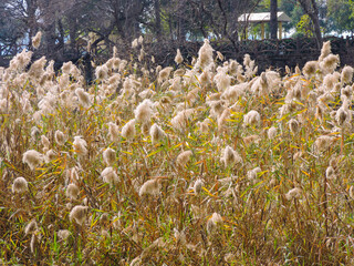 a dense stand of the common reed, scientifically