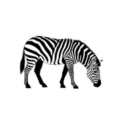 Fototapeta premium Black and White Zebra Grazing in a Field