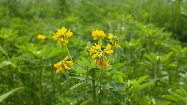 Close up of fresh fenugreek yellow flowers and green leaves in natural light