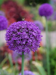 Fototapeta premium Allium, Ornamental garden garlic. Beautiful round and large flowers. Spring decoration of gardens and parks.