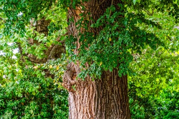 A Summer's day at Cook Park