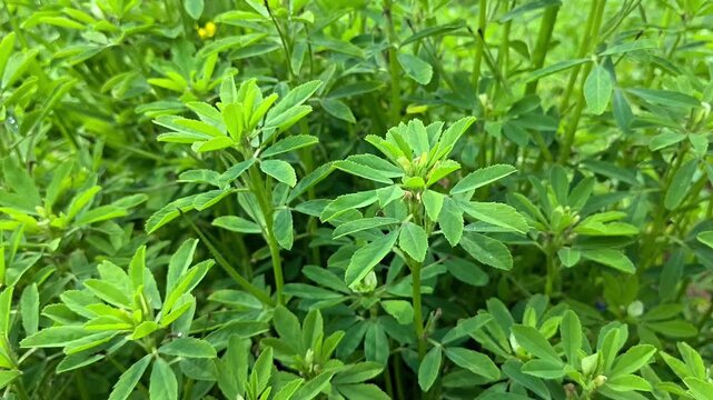 Close up view of fresh green fenugreek plants