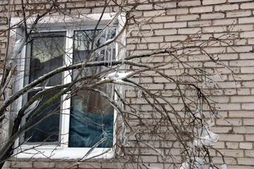 
beautiful icicles on the branches of a bush near a building,