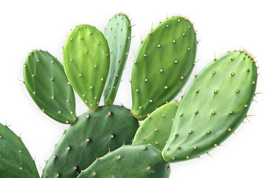 Close up of green prickly pear cactus leaves isolated on transparent background.