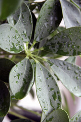 green wet leaf, large, beautiful,