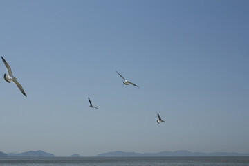 Seagulls flying in the sky.