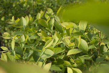 Obraz premium The leaves of the blueberry tree.