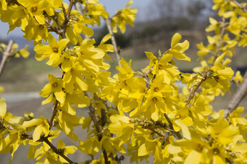 Forsythia(Golden bell flowers) in spring .