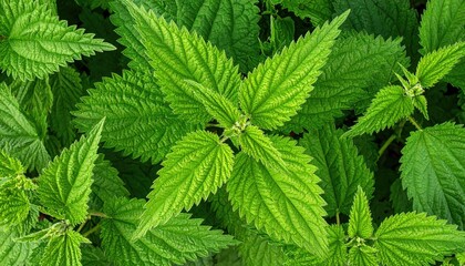 Vibrant green nettle leaves up close, detailed textures