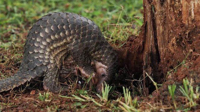 Sunda pangolin (Manis javanica) is native to Southeast Asia including Indonesia (Java, Sumatra, and Borneo).