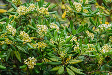 Fototapeta premium A vibrant shrub brightens the garden with delicate yellow flowers, adding freshness