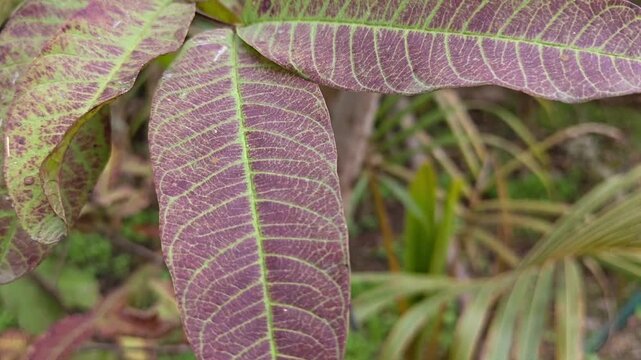 Close-up of guava plant leaves showing natural texture