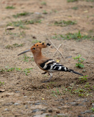 The Eurasian hoopoe (Upupa epops) is native to Europe, Asia and Africa © karthick