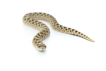 Western Hognose Snake Isolated on White Background, Studio Reptile Photography