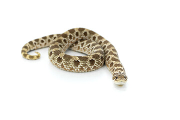 Western Hognose Snake Isolated on White Background, Studio Reptile Photography