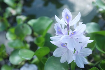 【奈良】本薬師寺跡に咲くホテイアオイ　クローズアップ