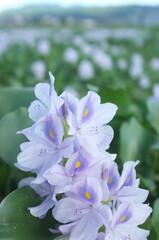 【奈良】本薬師寺跡に咲くホテイアオイ　クローズアップ